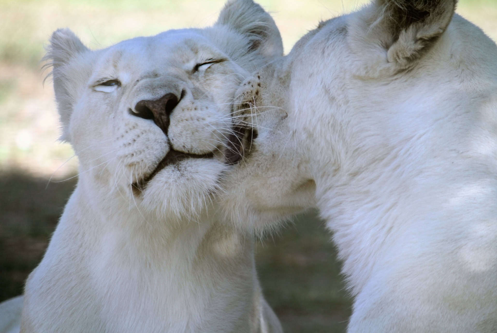 zoo johannesburg