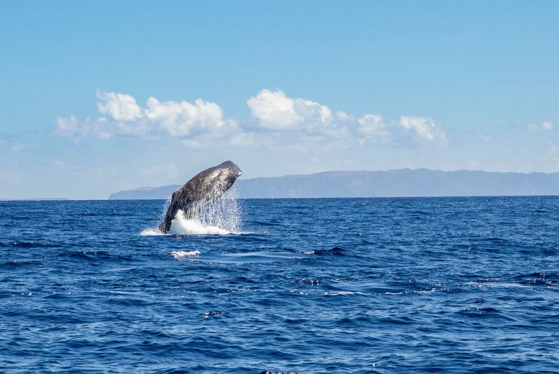 baleines madere