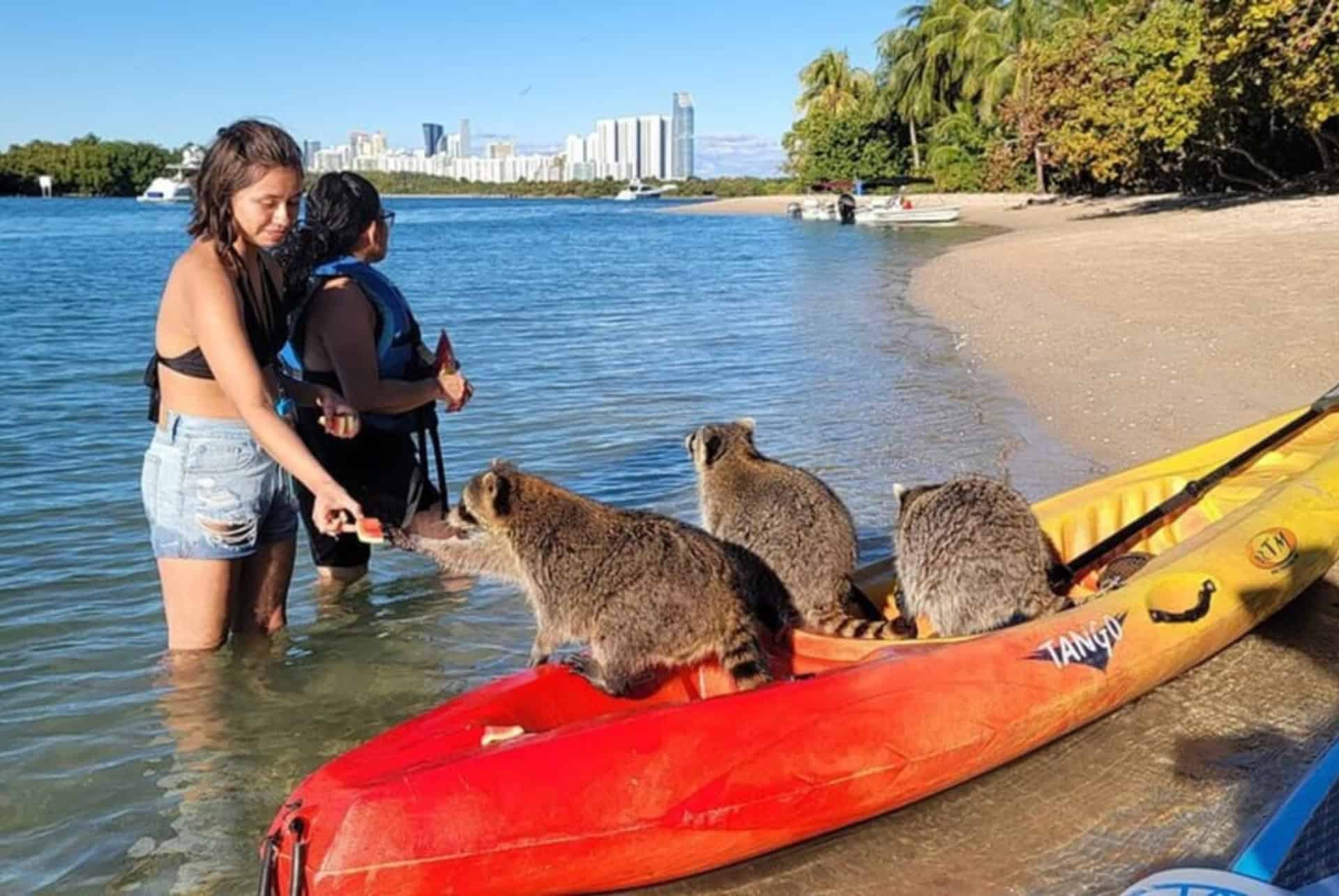canoe kayak a miami en mai