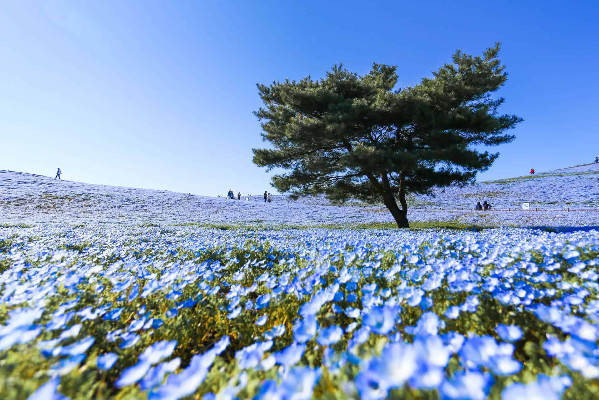 champ de nemophiles au japon en mai
