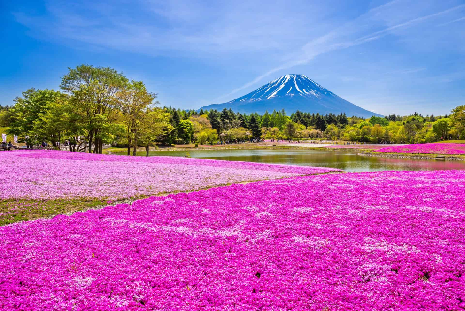 champ de shibazakura au japon en mai