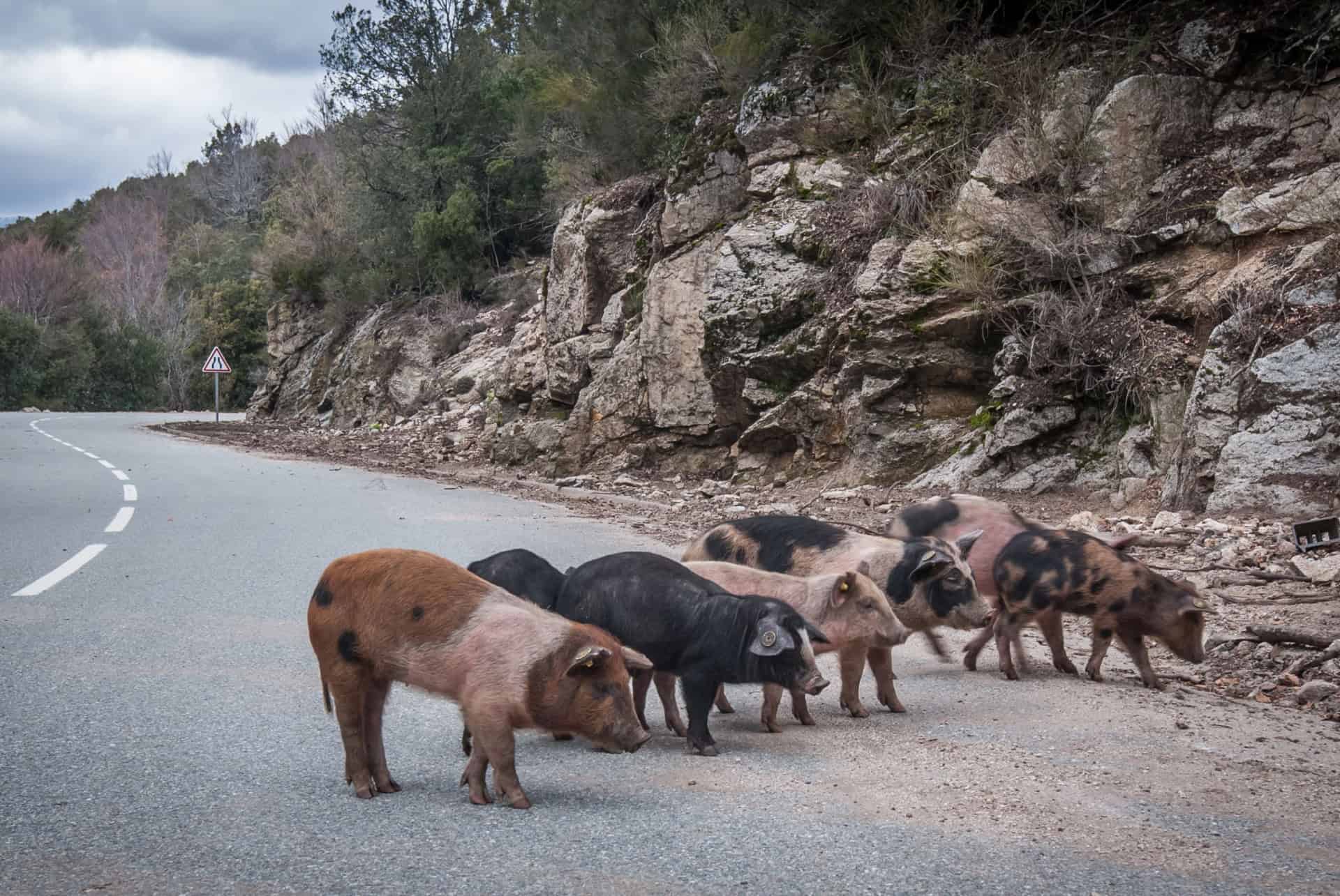 corse route