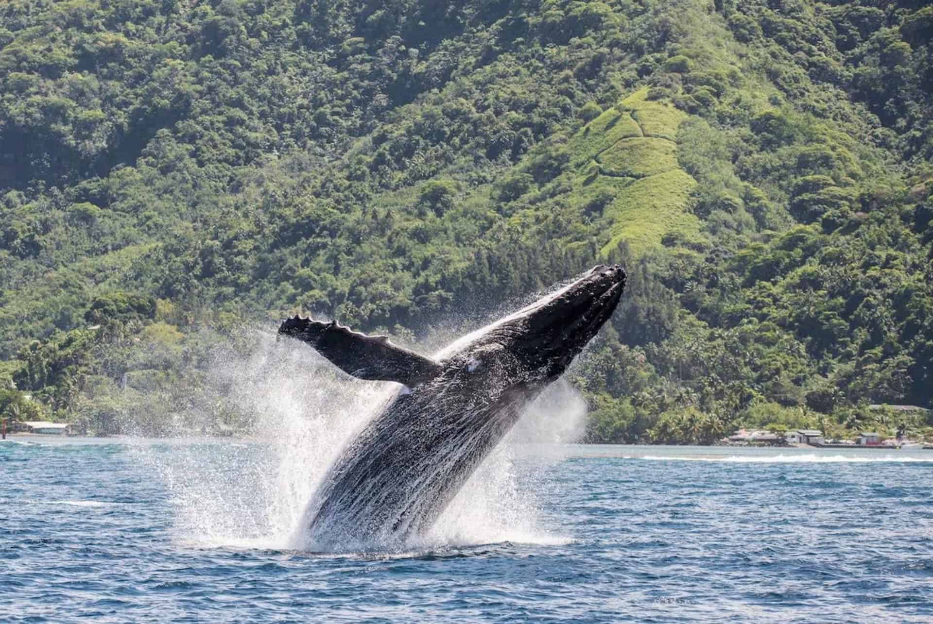 excursion baleine tahiti