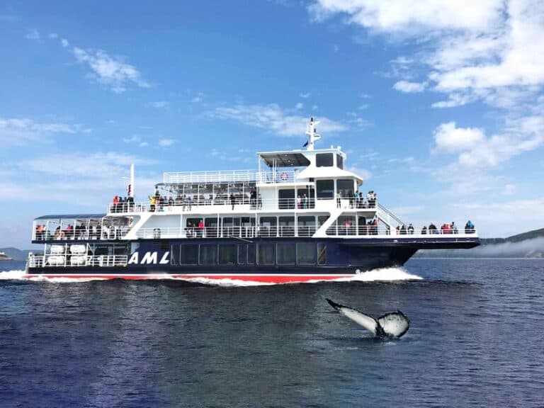 Excursion en bateau pour observer les baleines