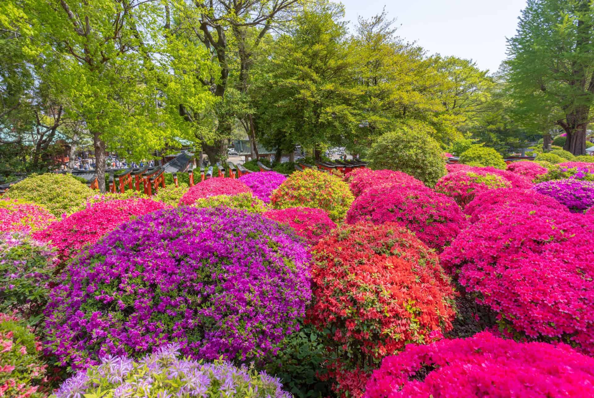 floraison des azalees au japon en mai