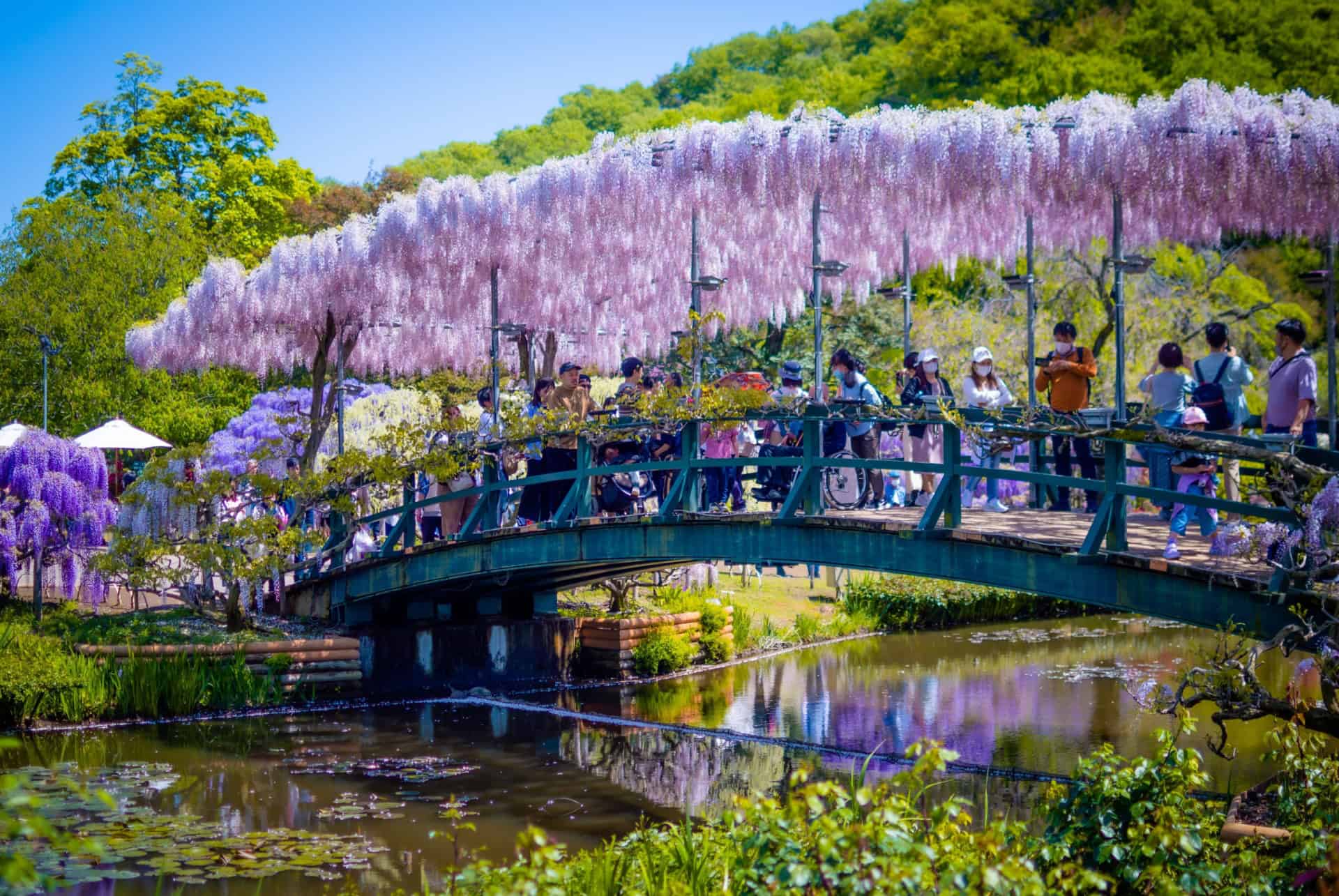 floraison des glycines au japon en mai
