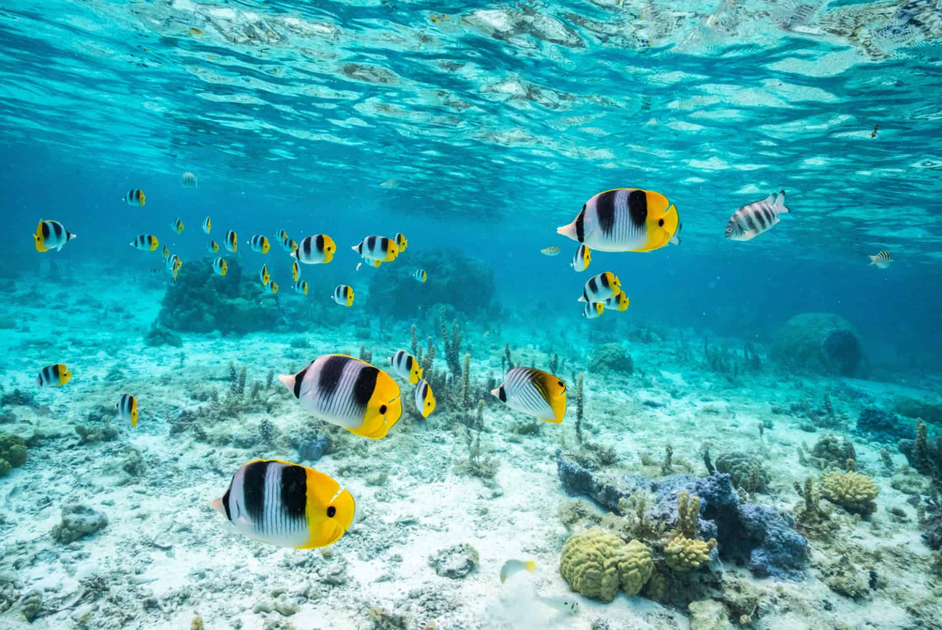 quand partir a tahiti plongee