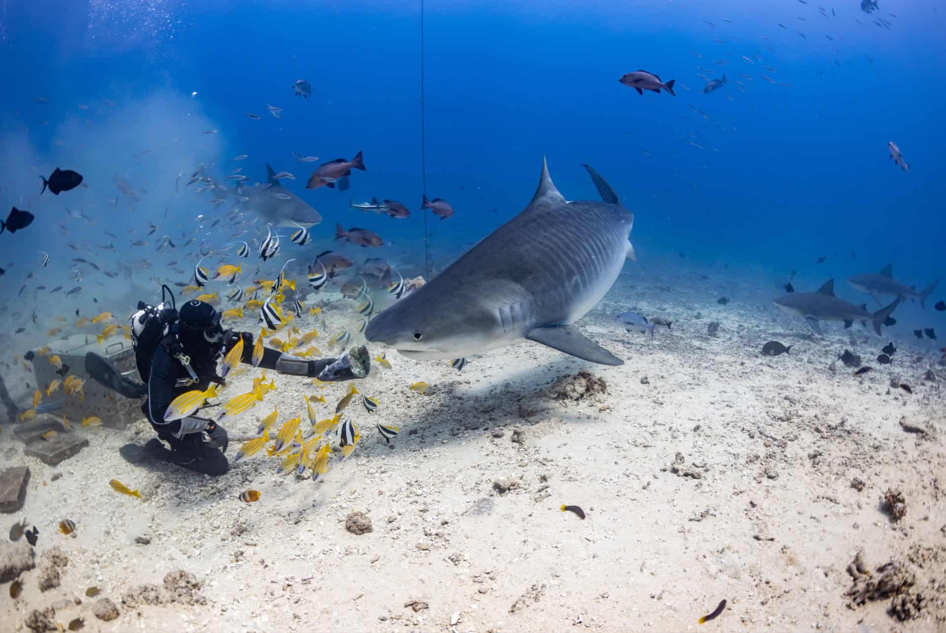 reserve marine shark reef fidji