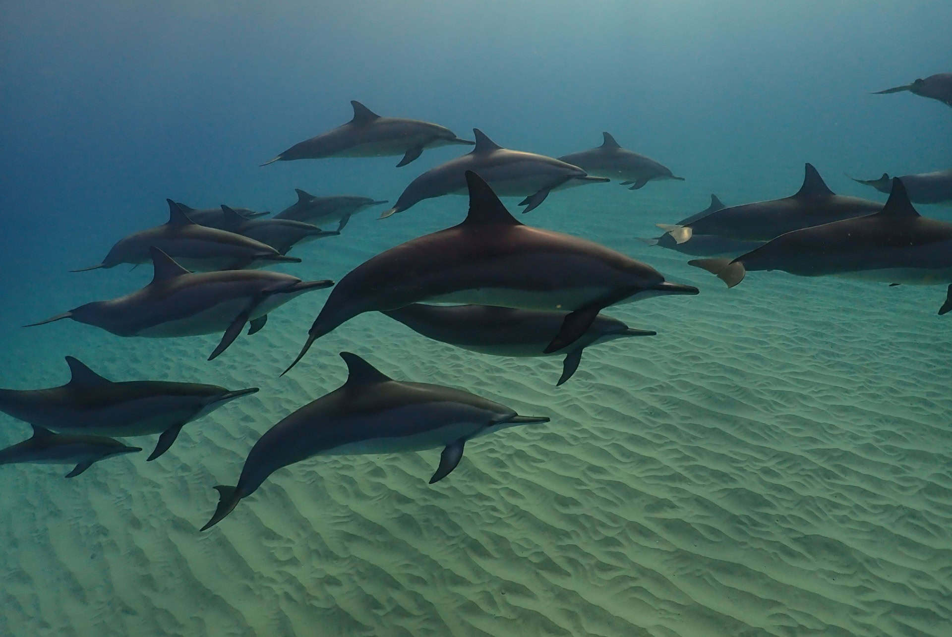 dauphins ile maurice