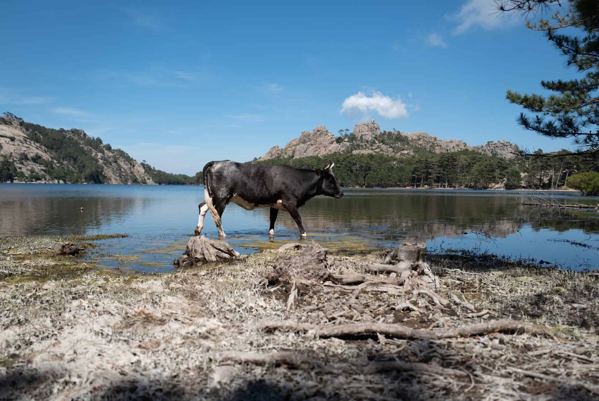 foret ospedale que faire en corse