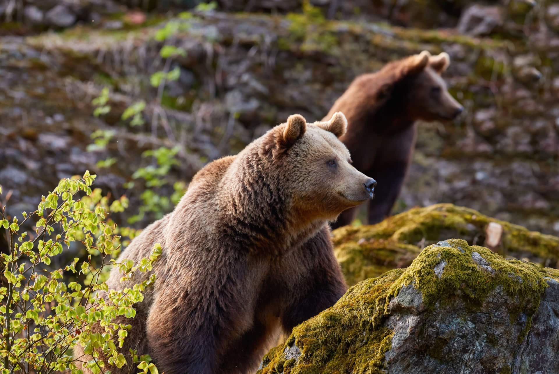 ours brun slovaquie