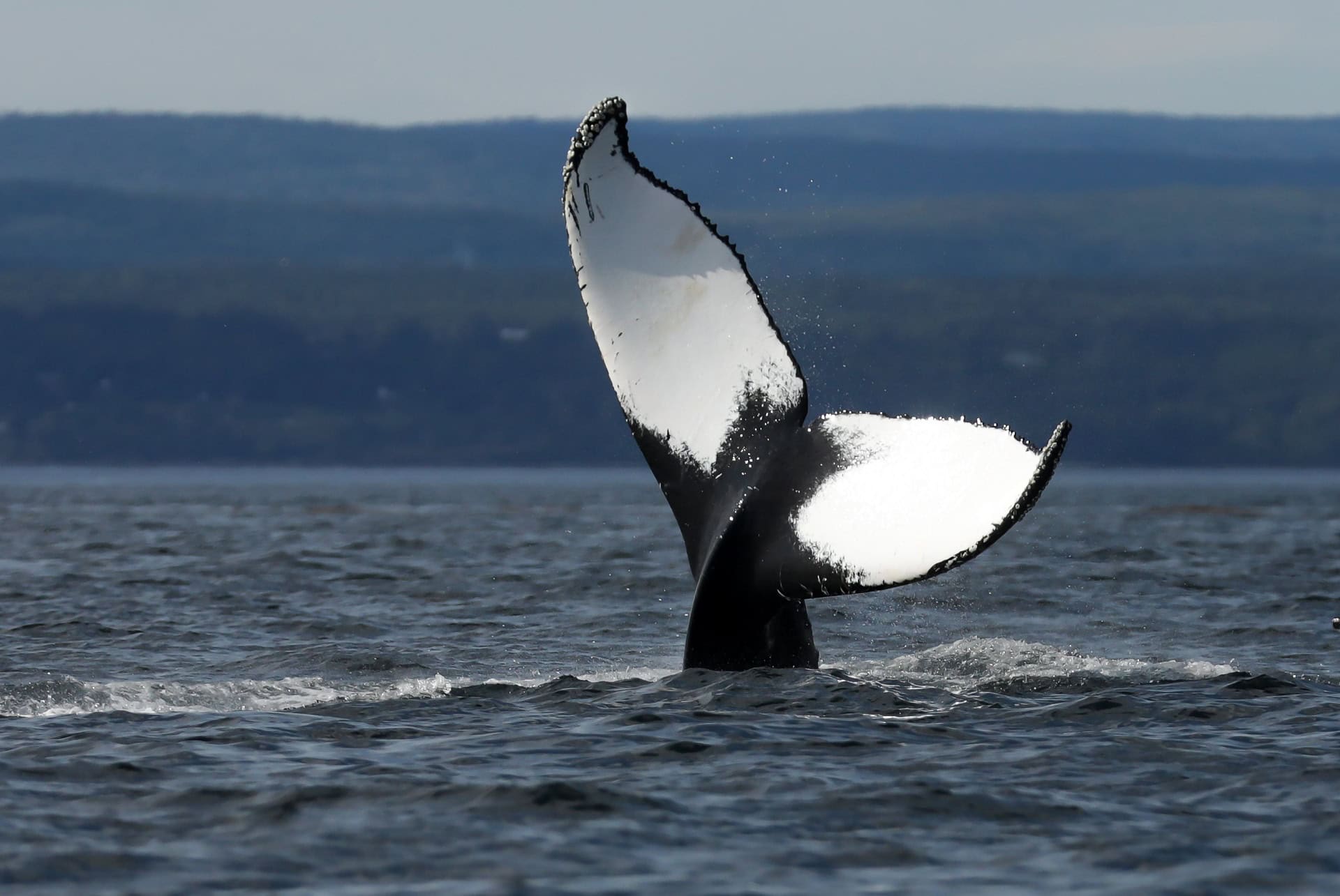 quand partir au quebec pour voir les baleines