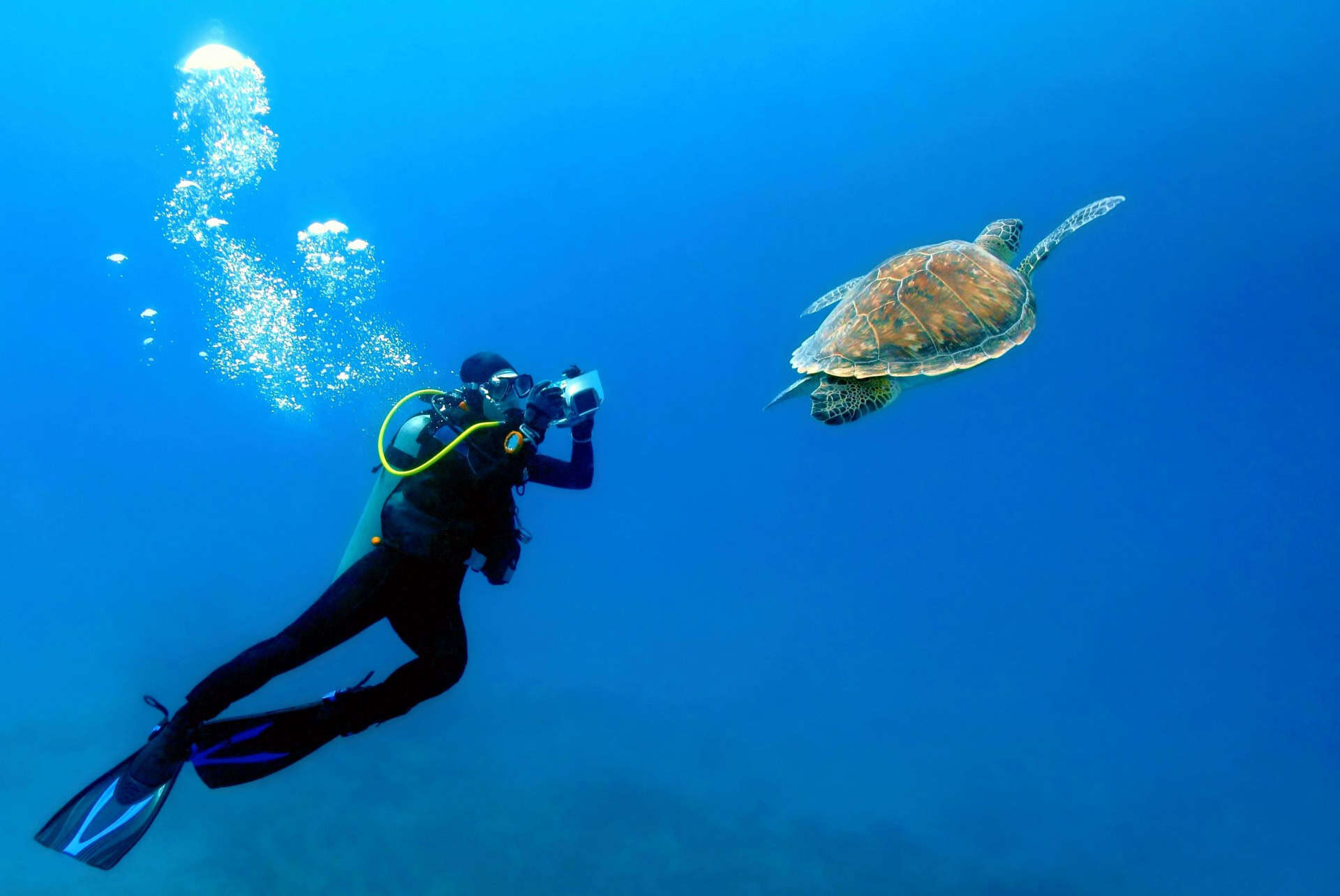 tortue de mer ile maurice