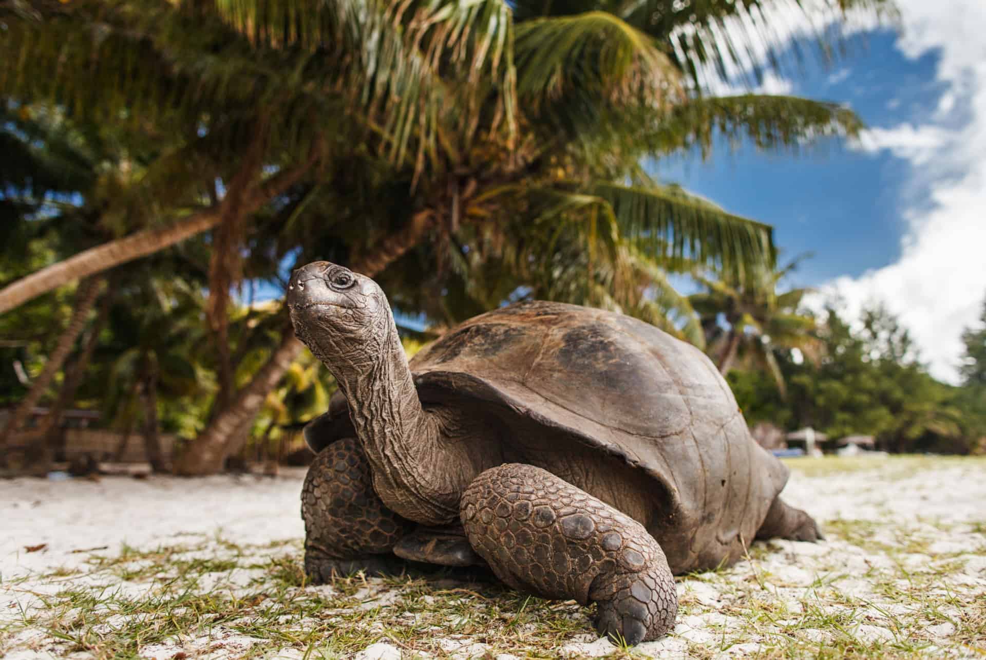 tortue île curieuse