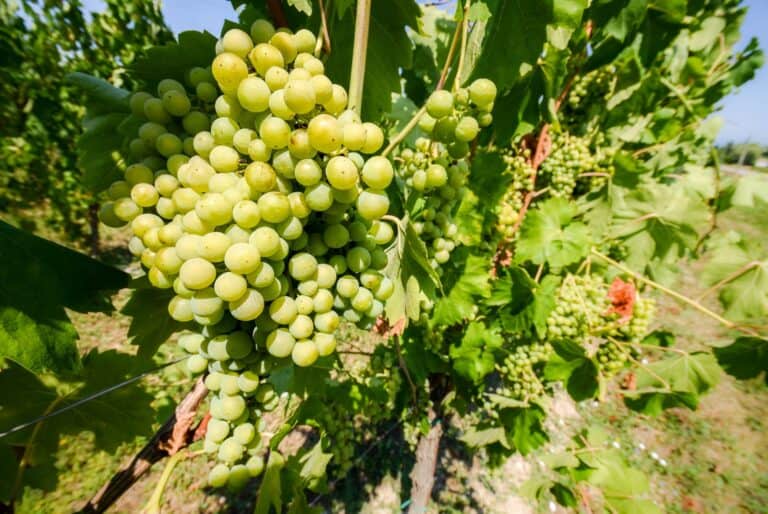 Visite du vignoble et dégustation