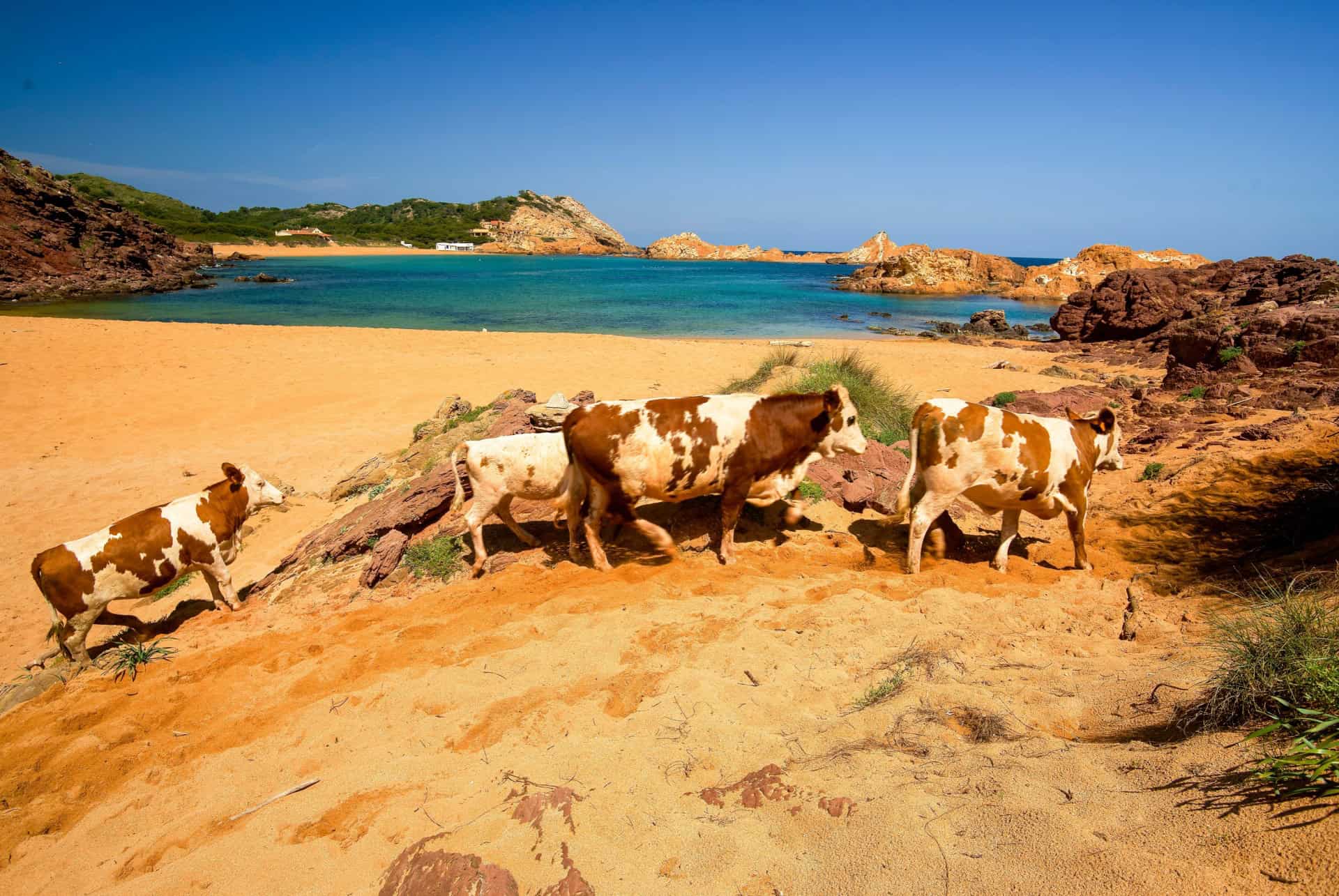 Cala Pregonda minorque en 7 jours