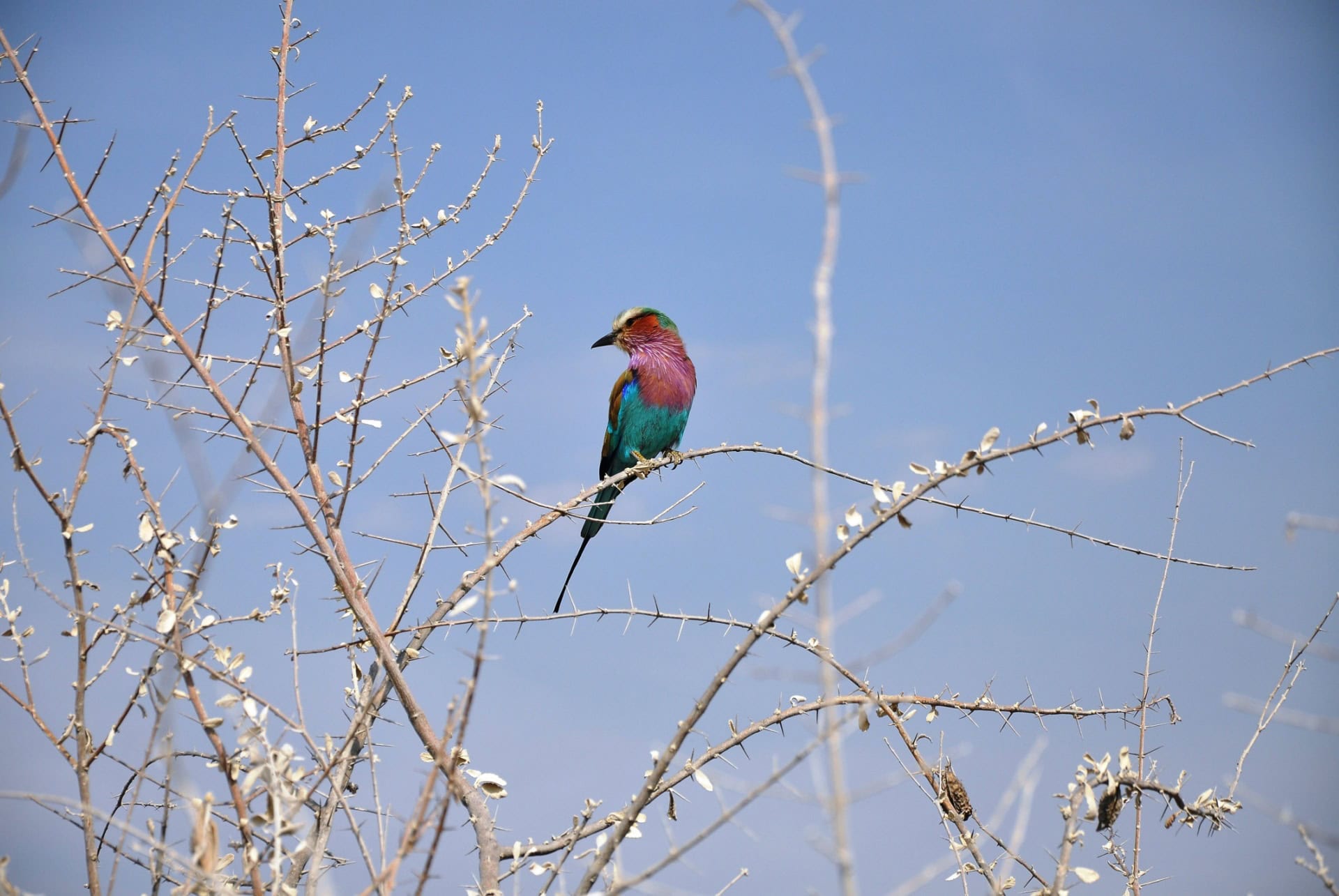 animaux namibie