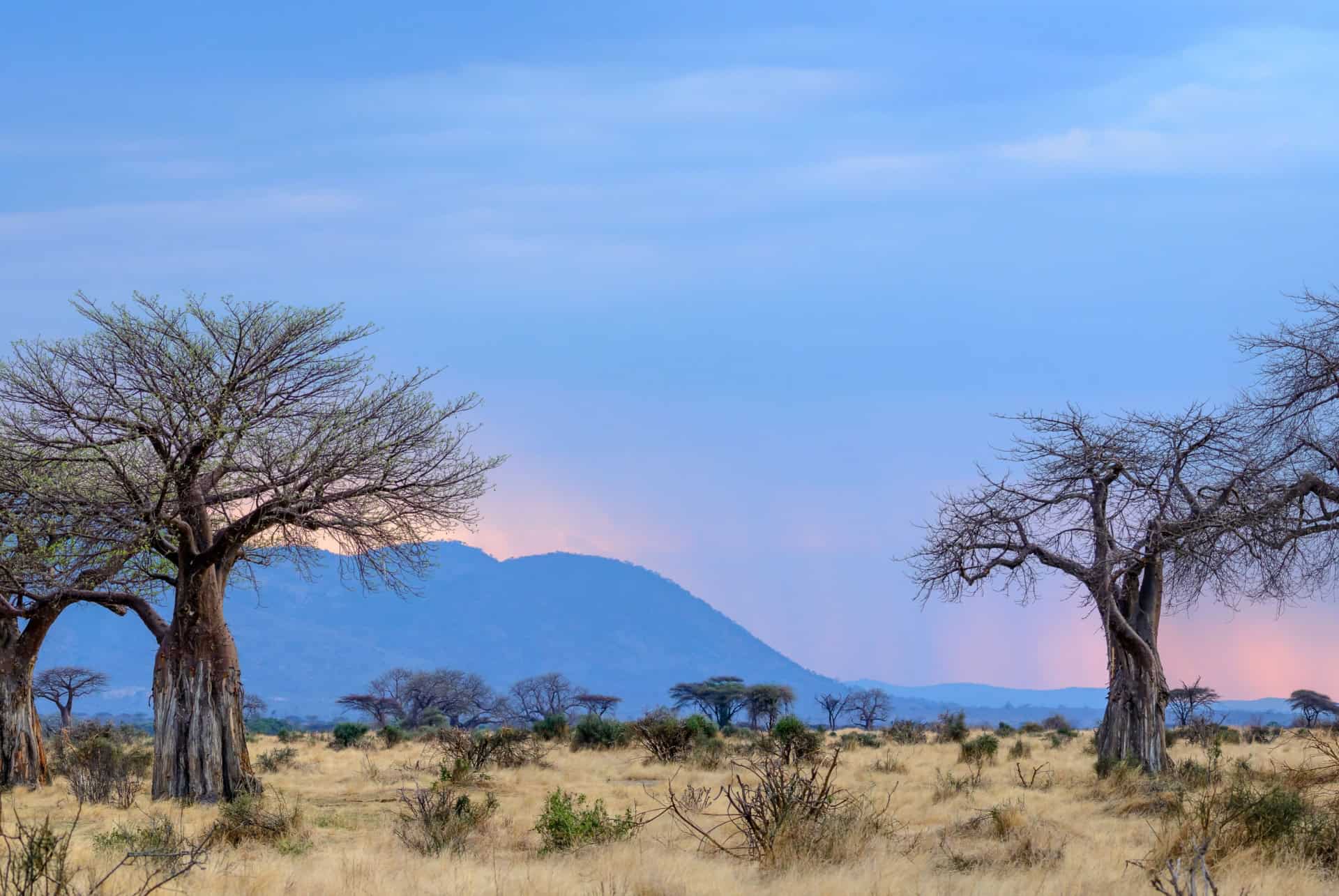 baobabs parc national de Ruaha