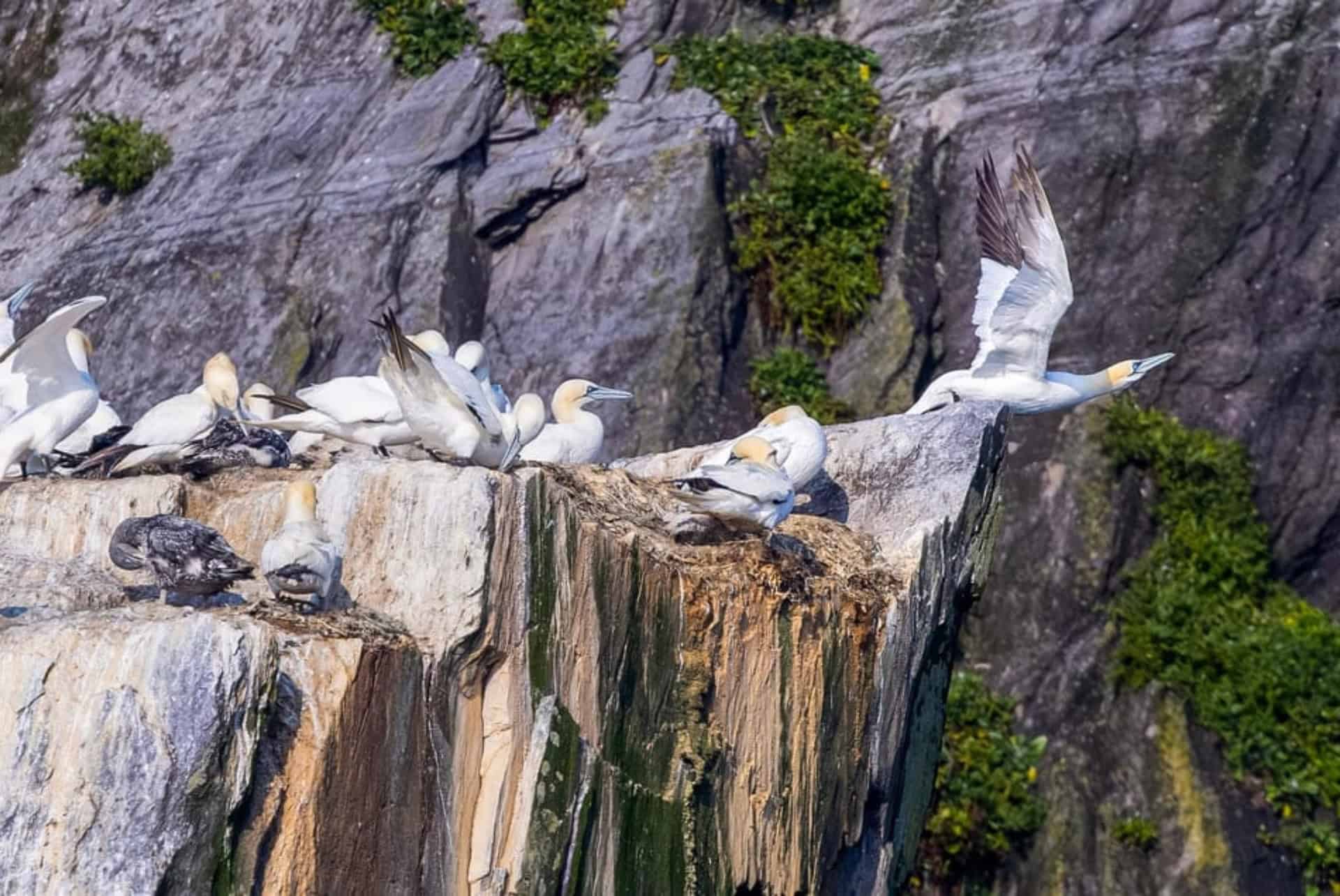 bassan de cormorans