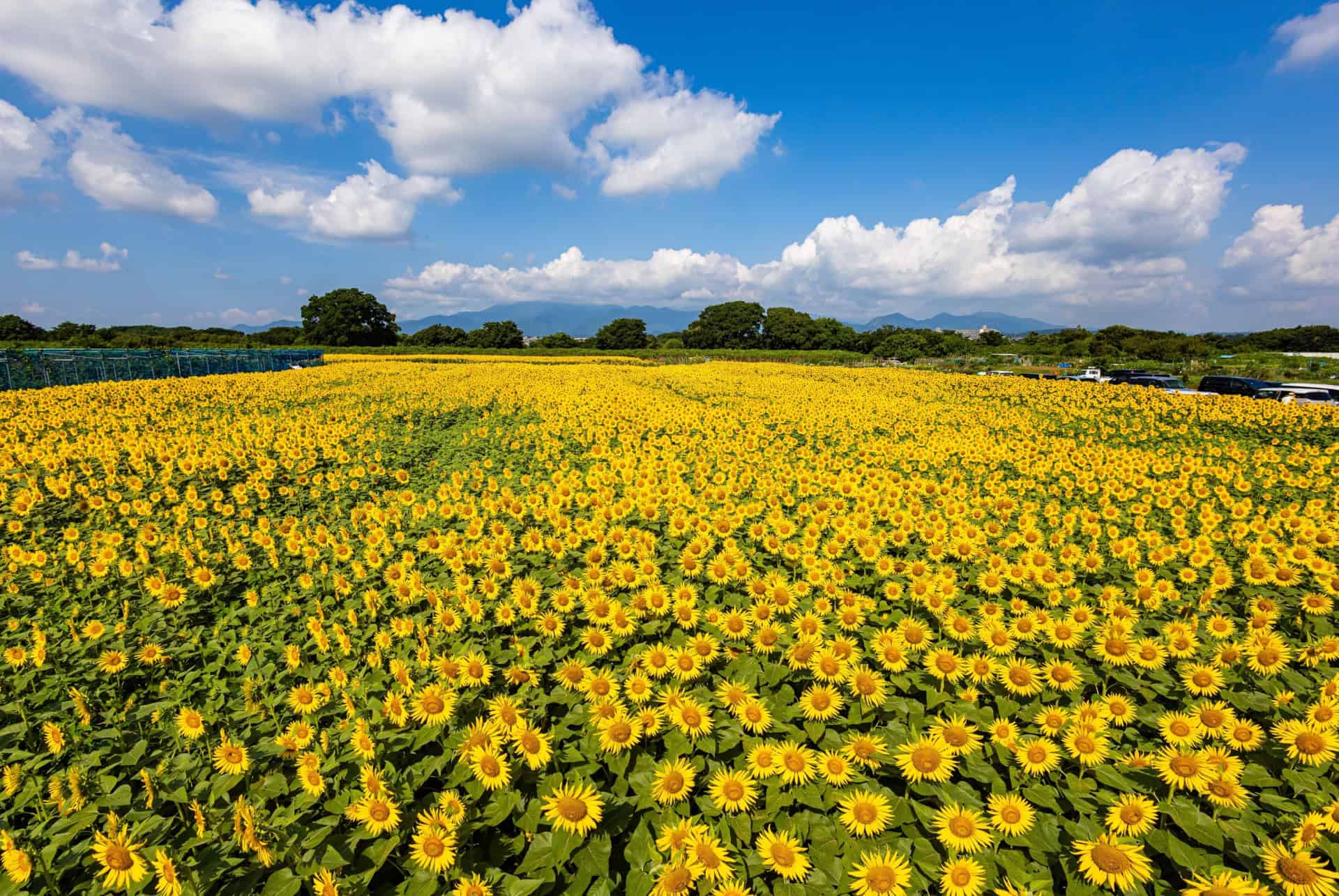 champ de tournesol a zama japon en ete