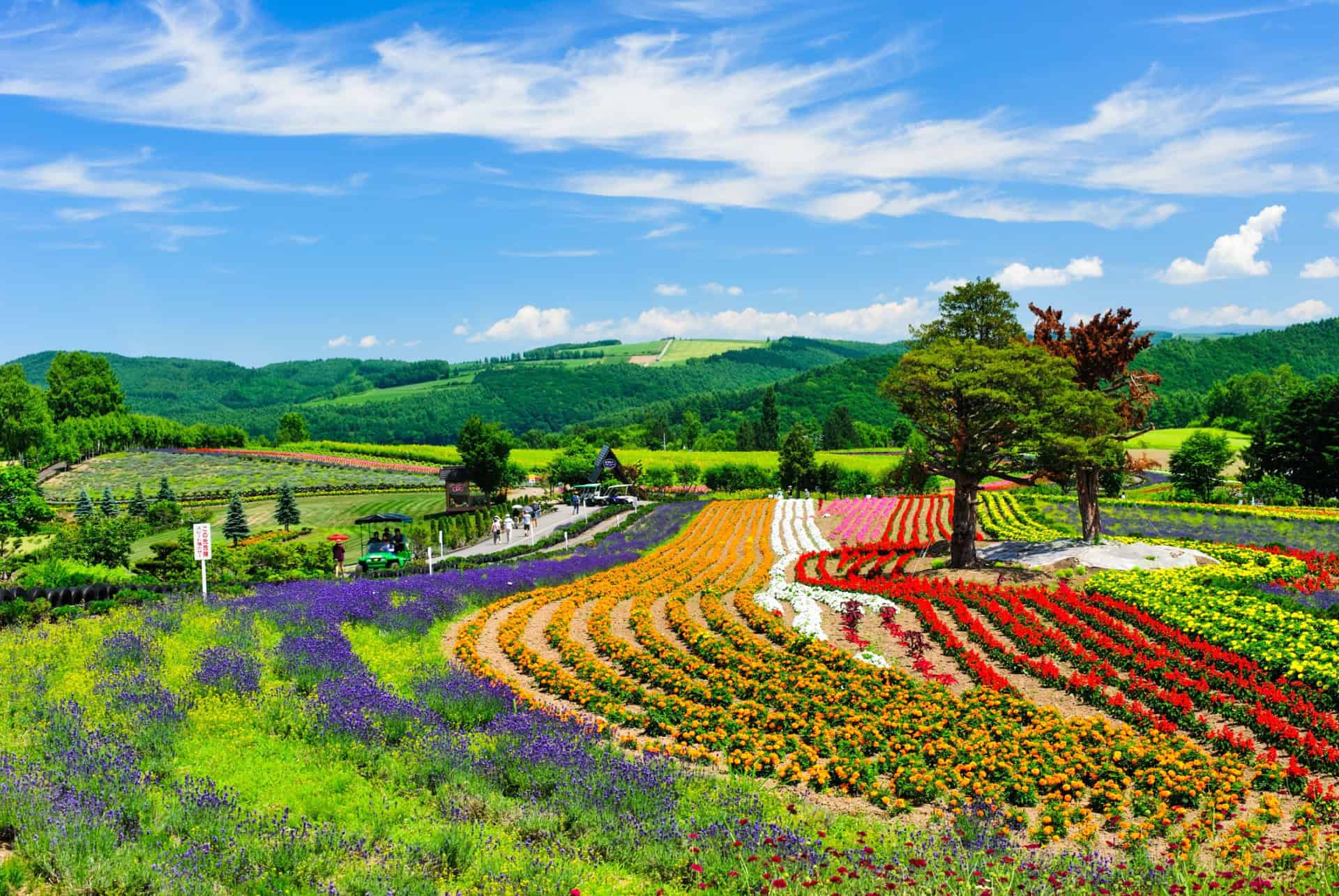climat japon en juillet