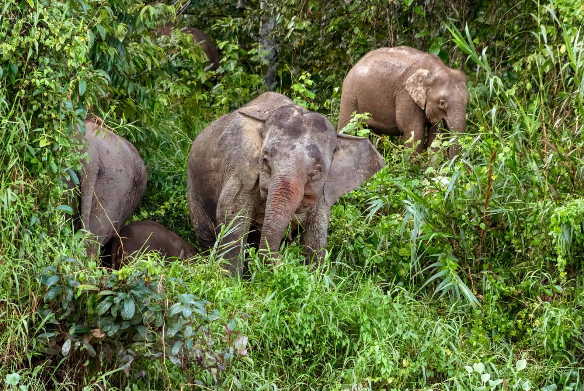 elephants malaisie
