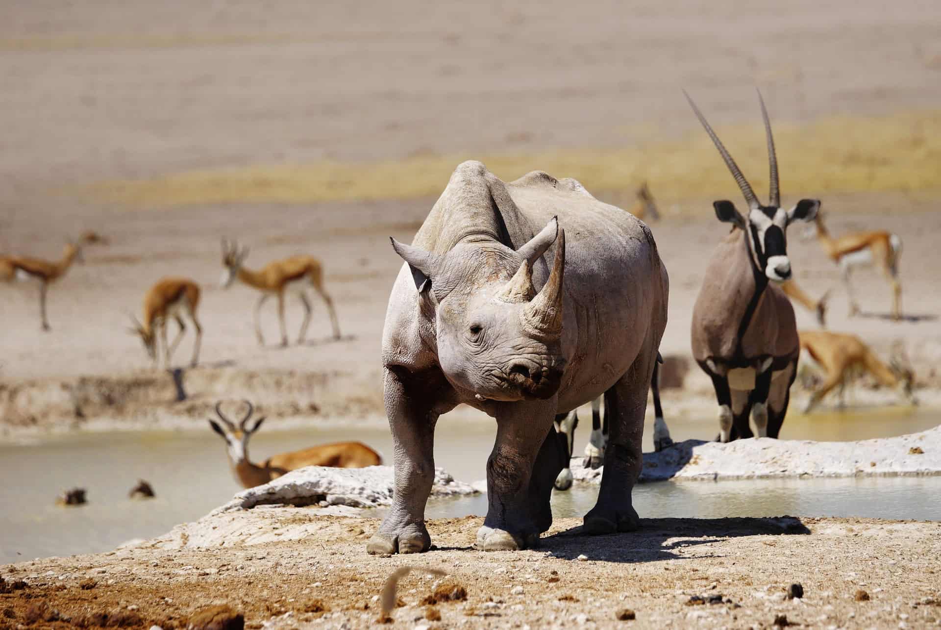 etosha national park namibie