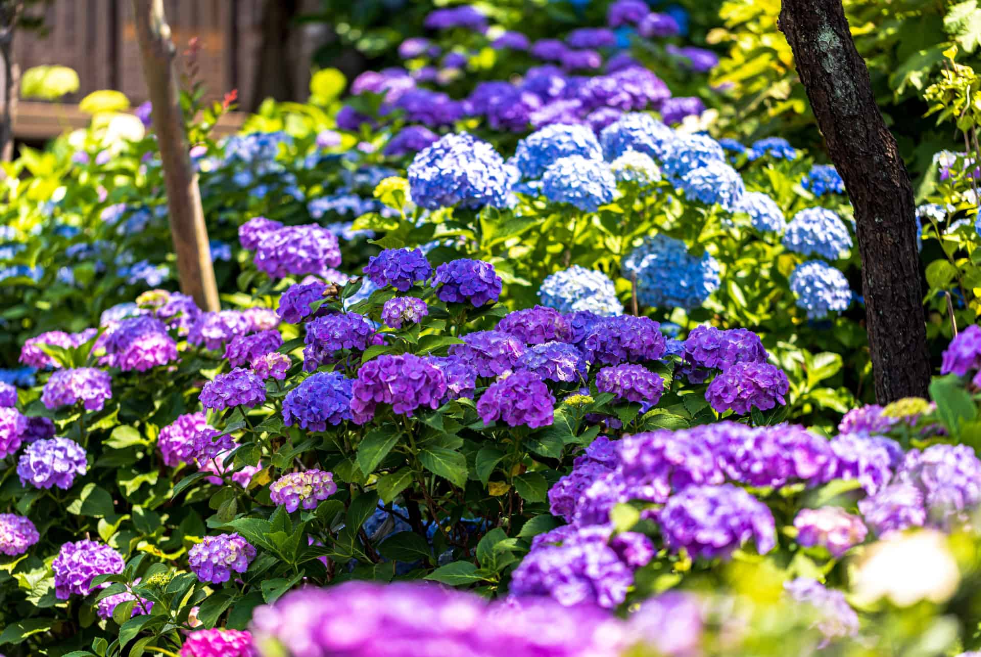 floraison des hortensias au sanctuaire de hakusan a tokyo au japon en juin