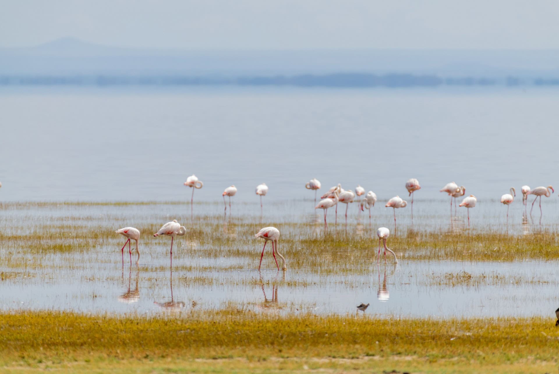 lac Manyara tanzanie