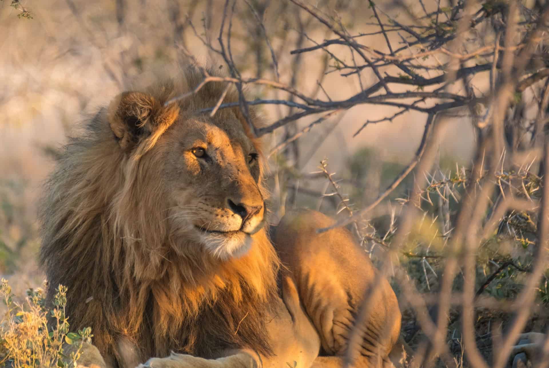 lion etosha national park namibie