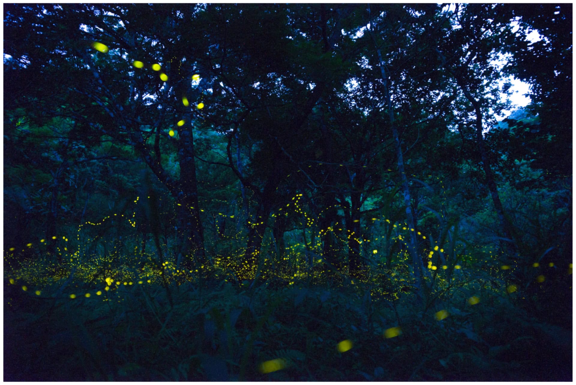 observation des lucioles au japon en juin