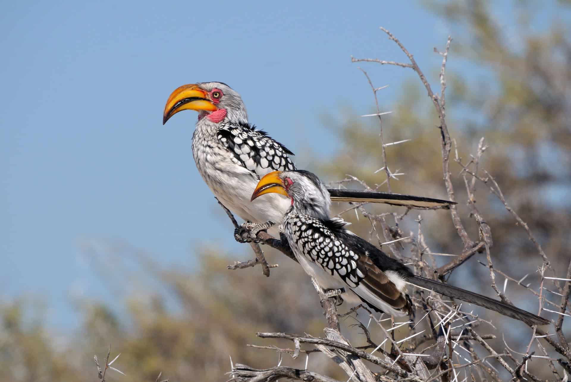 oiseaux etosha national park