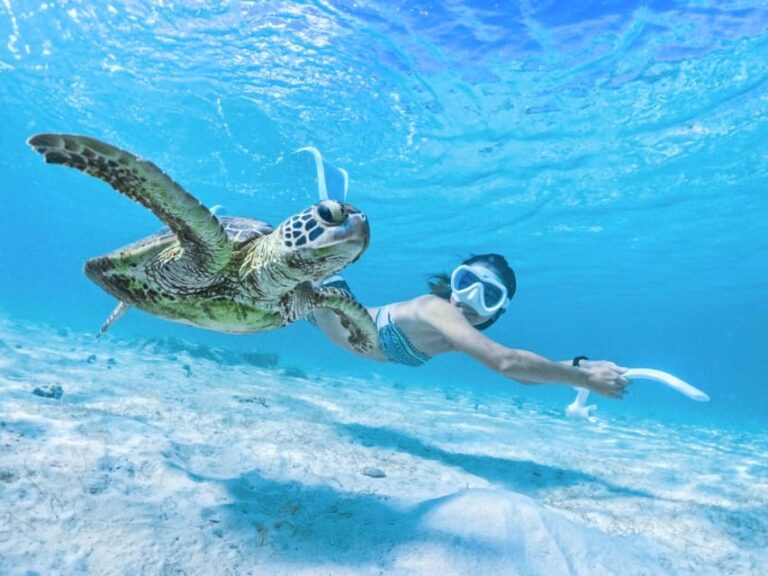 Plongée avec les tortues de mer sur l'Île de Miyako 