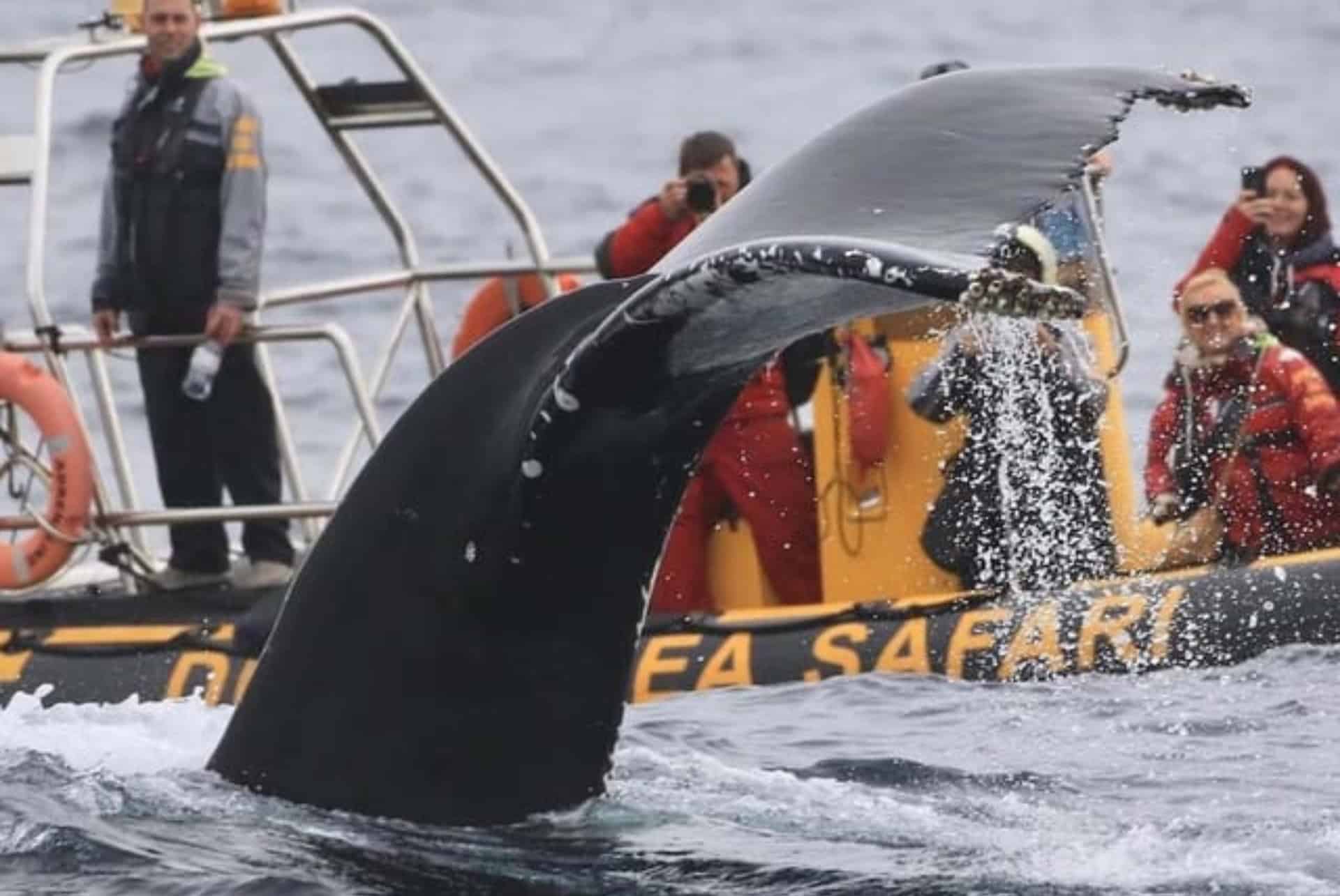 que faire en irlande suivre un safari en mer a la peninsule de dingle
