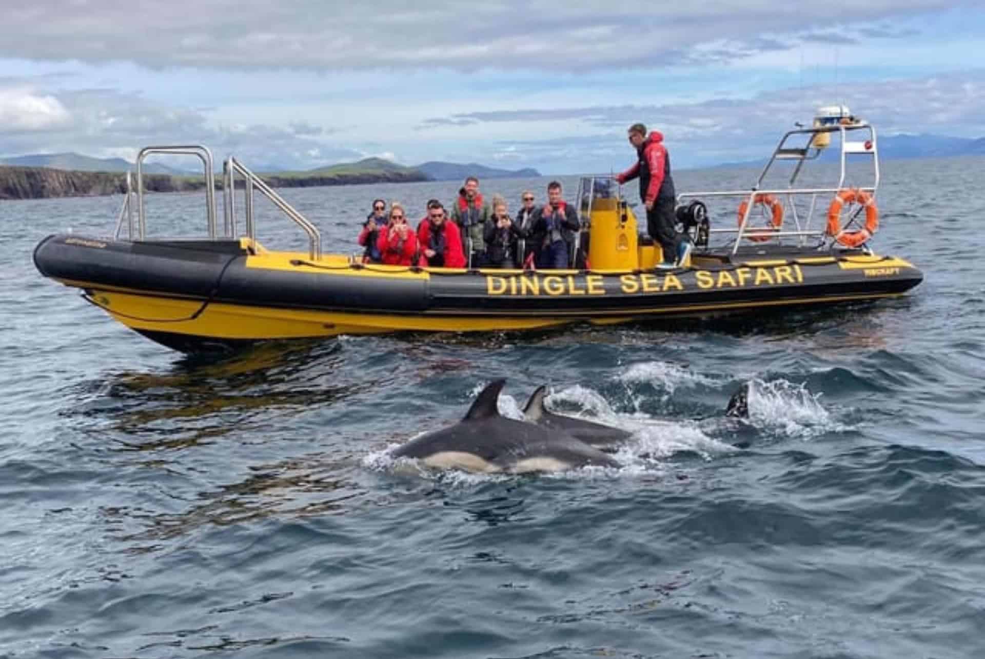 safari en mer a la peninsule de dingle