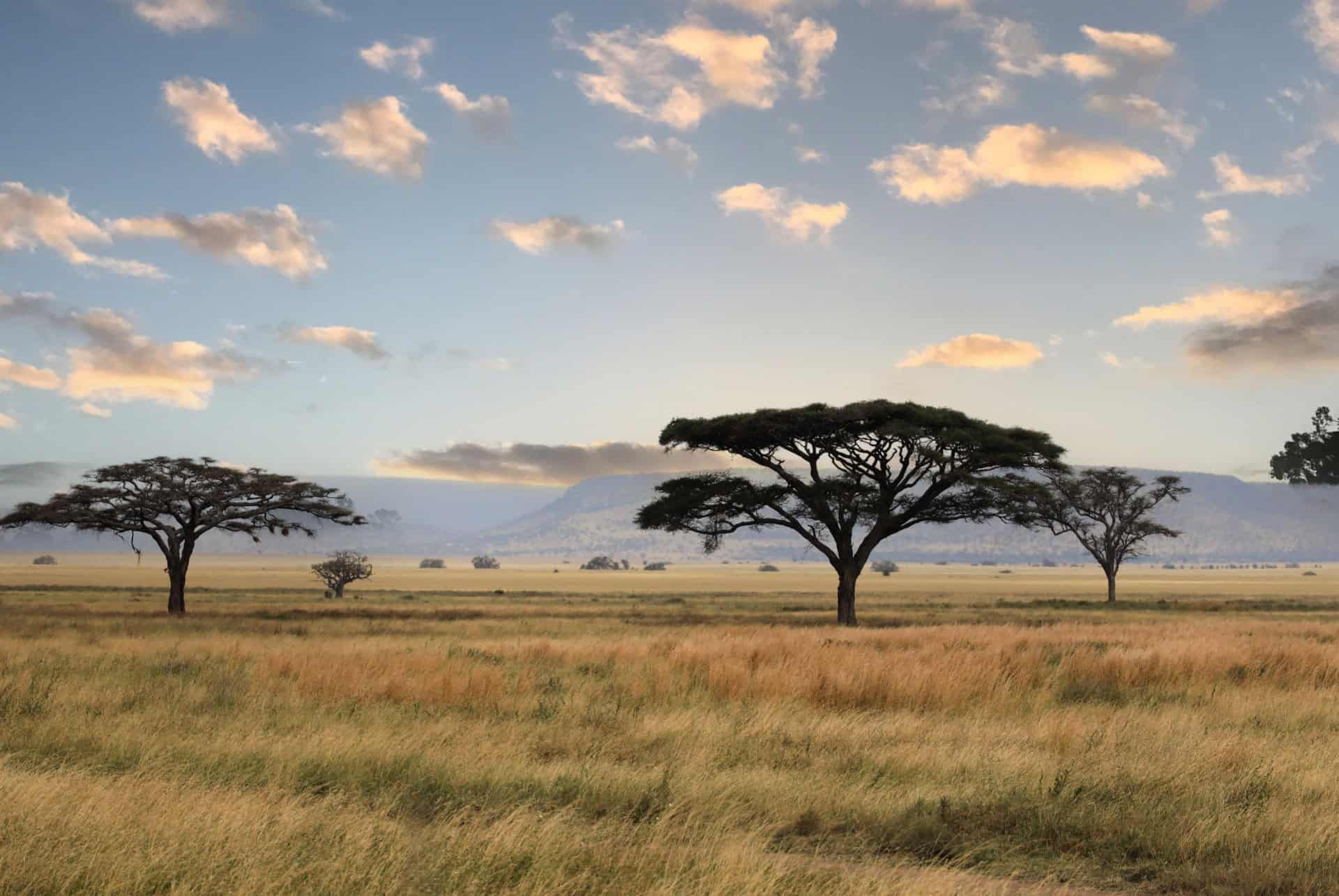 savane en tanzanie