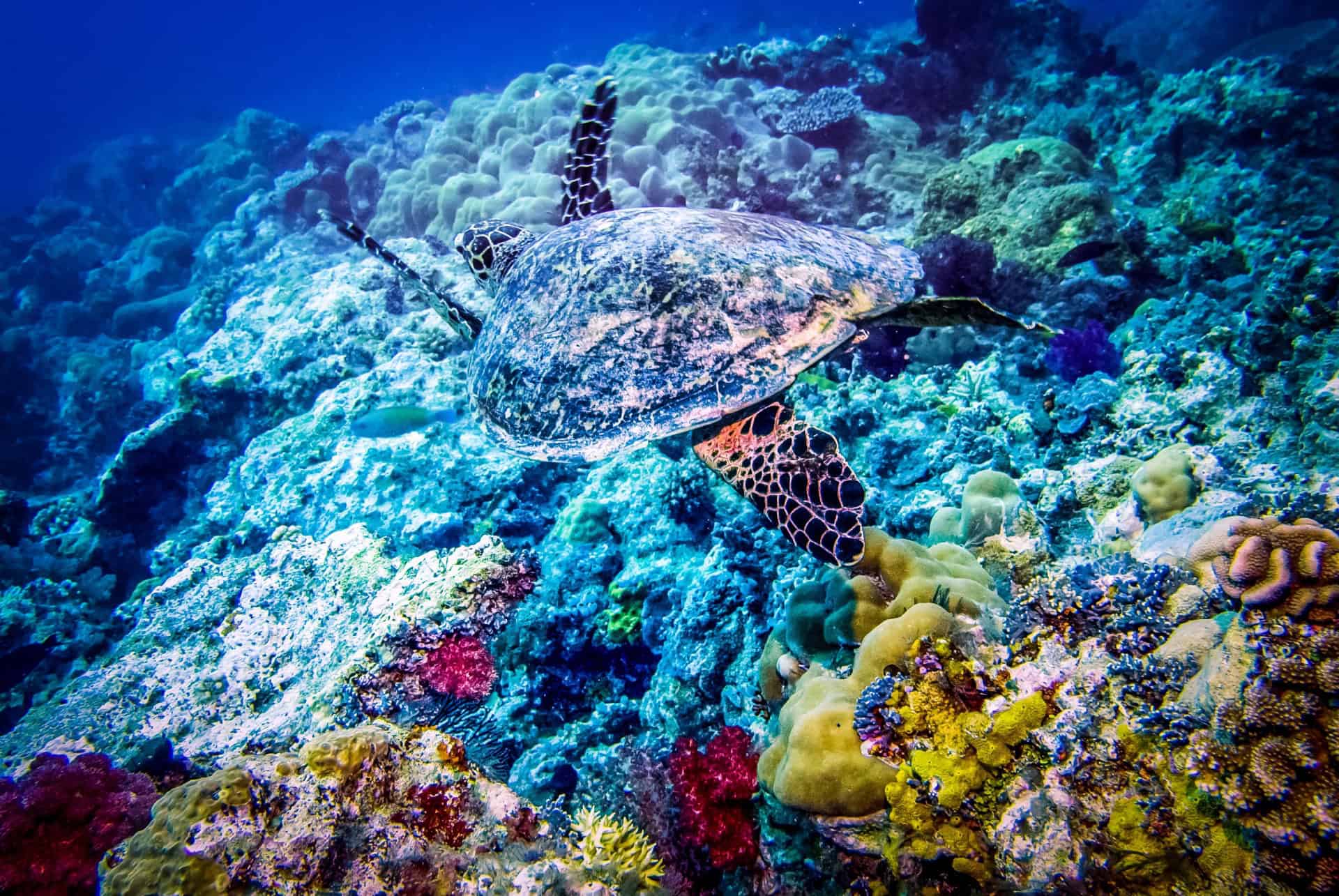 tortue de mer
