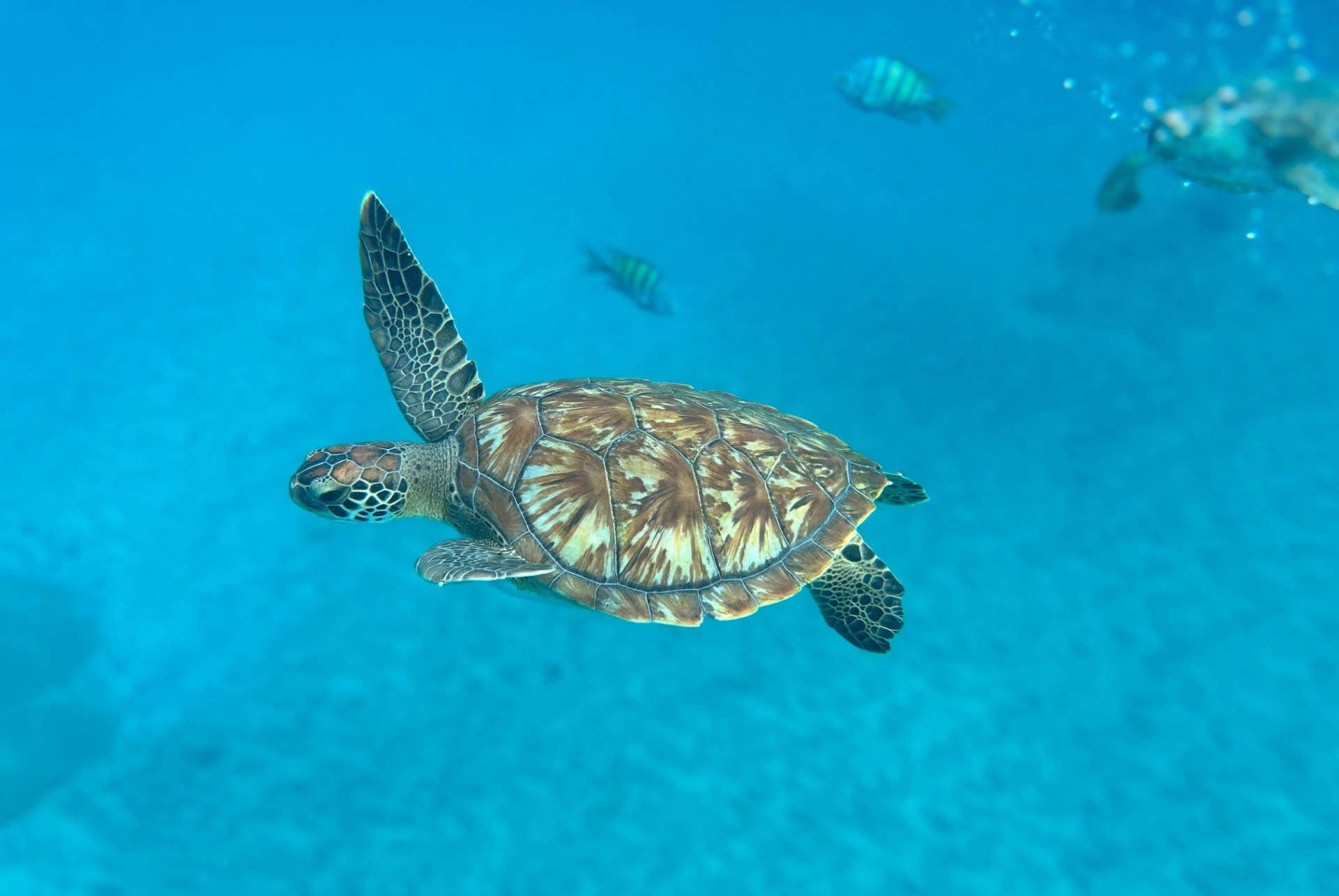 tortue sous marine plongee cap vert