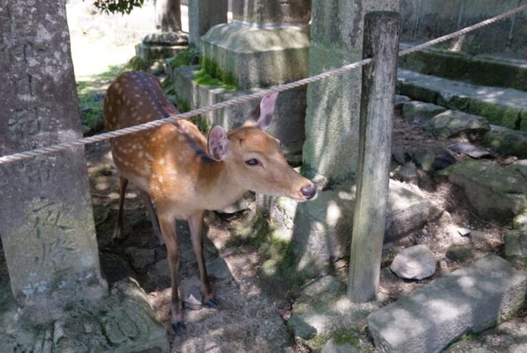 Visite guidée des lieux classés de Nara
