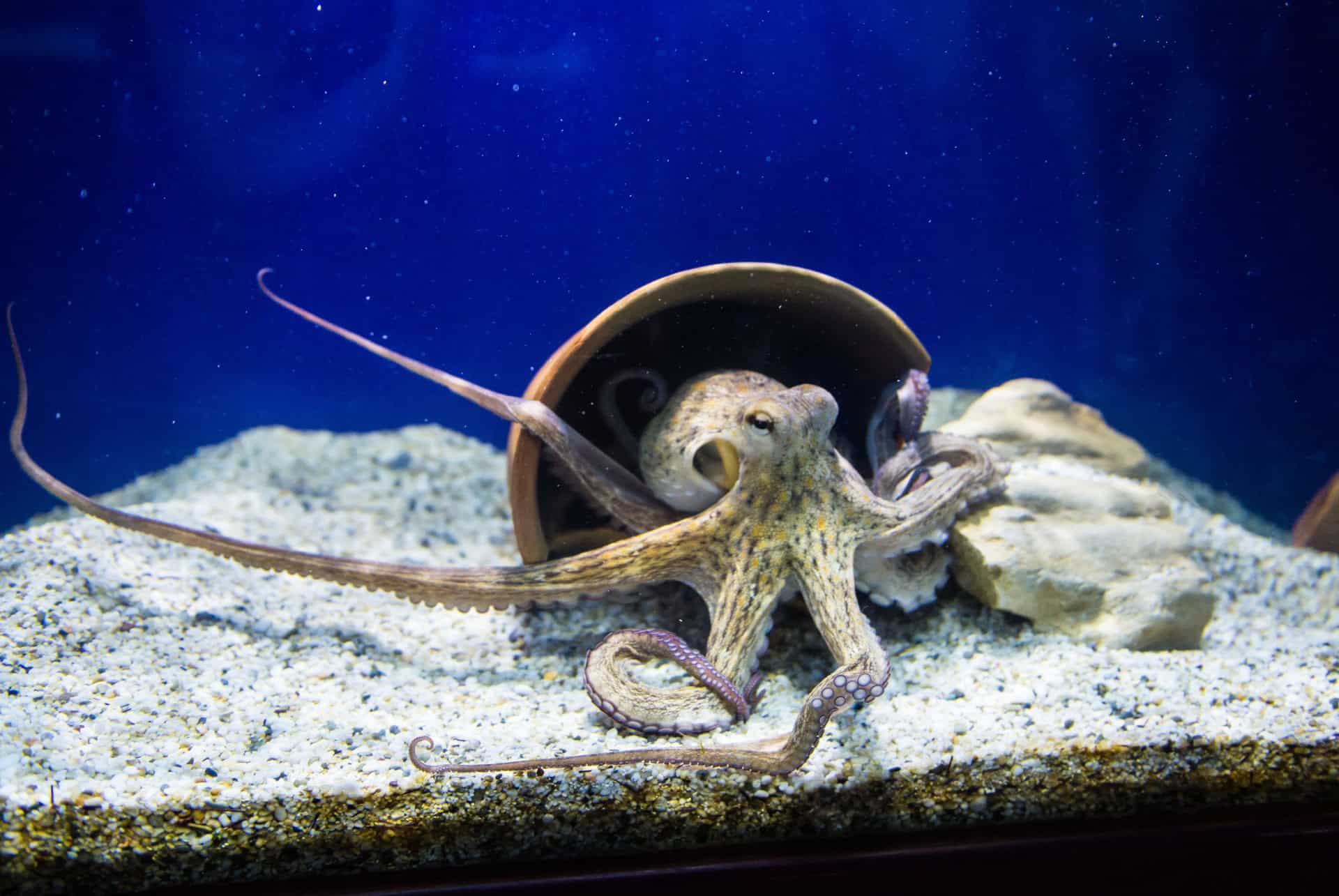 aquarium crete