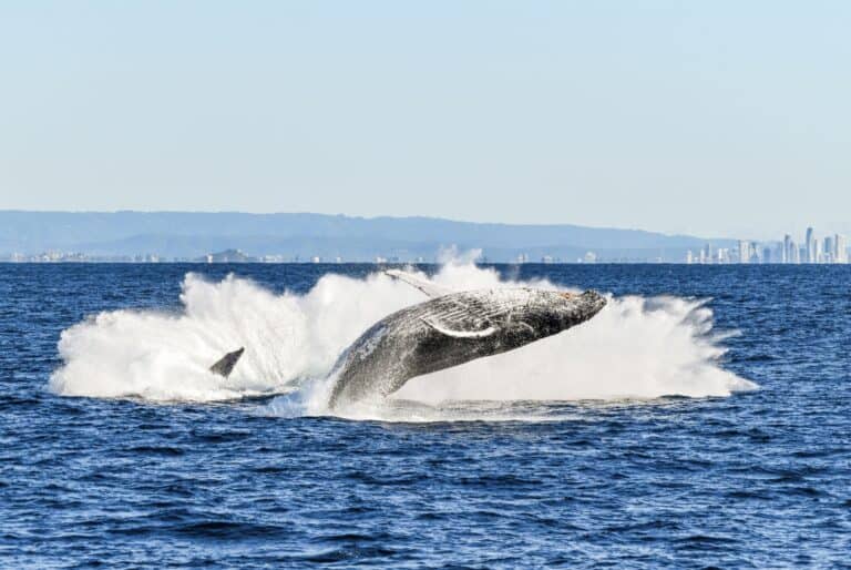 Observation des baleines sur la Gold Coast