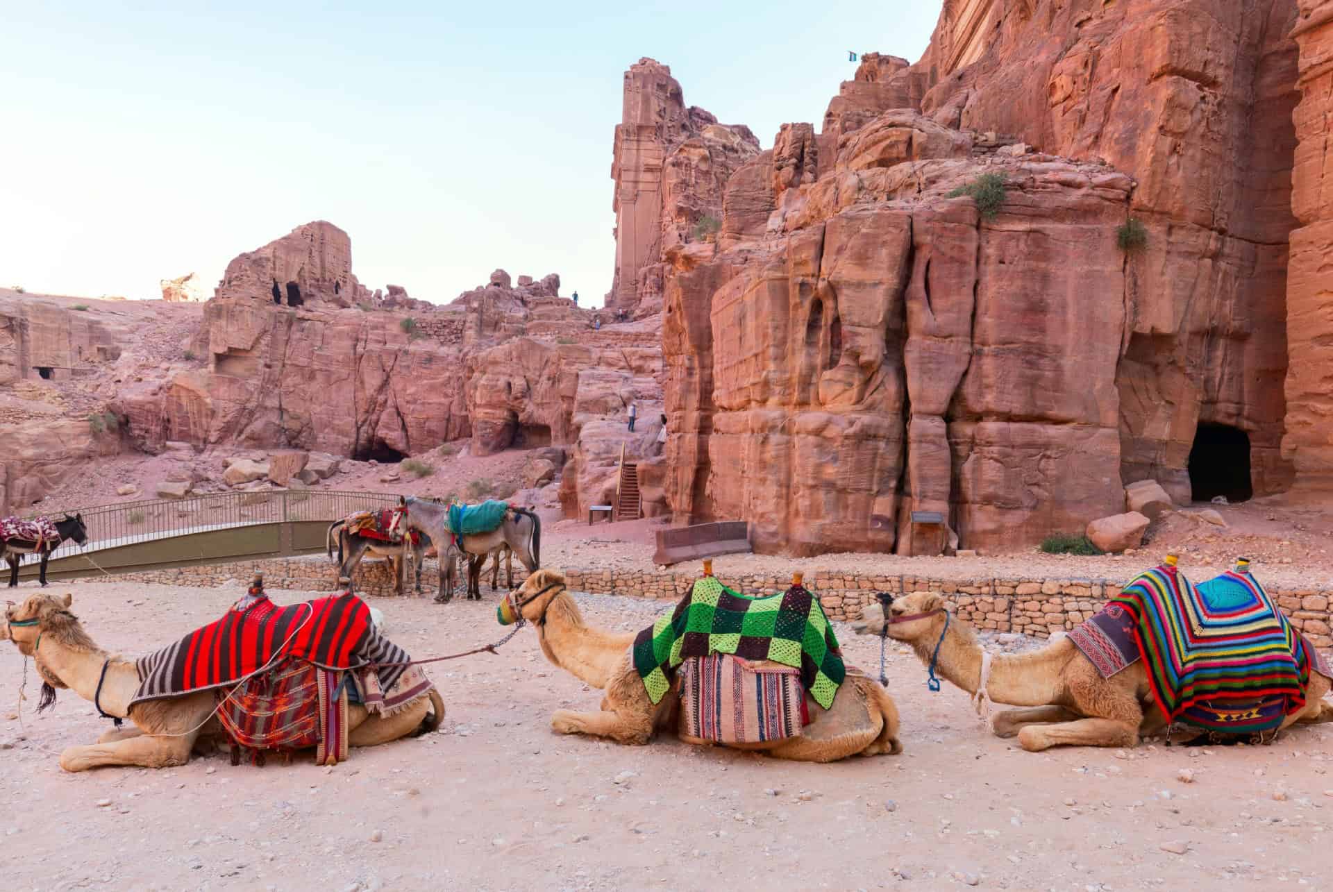 chameaux a petra