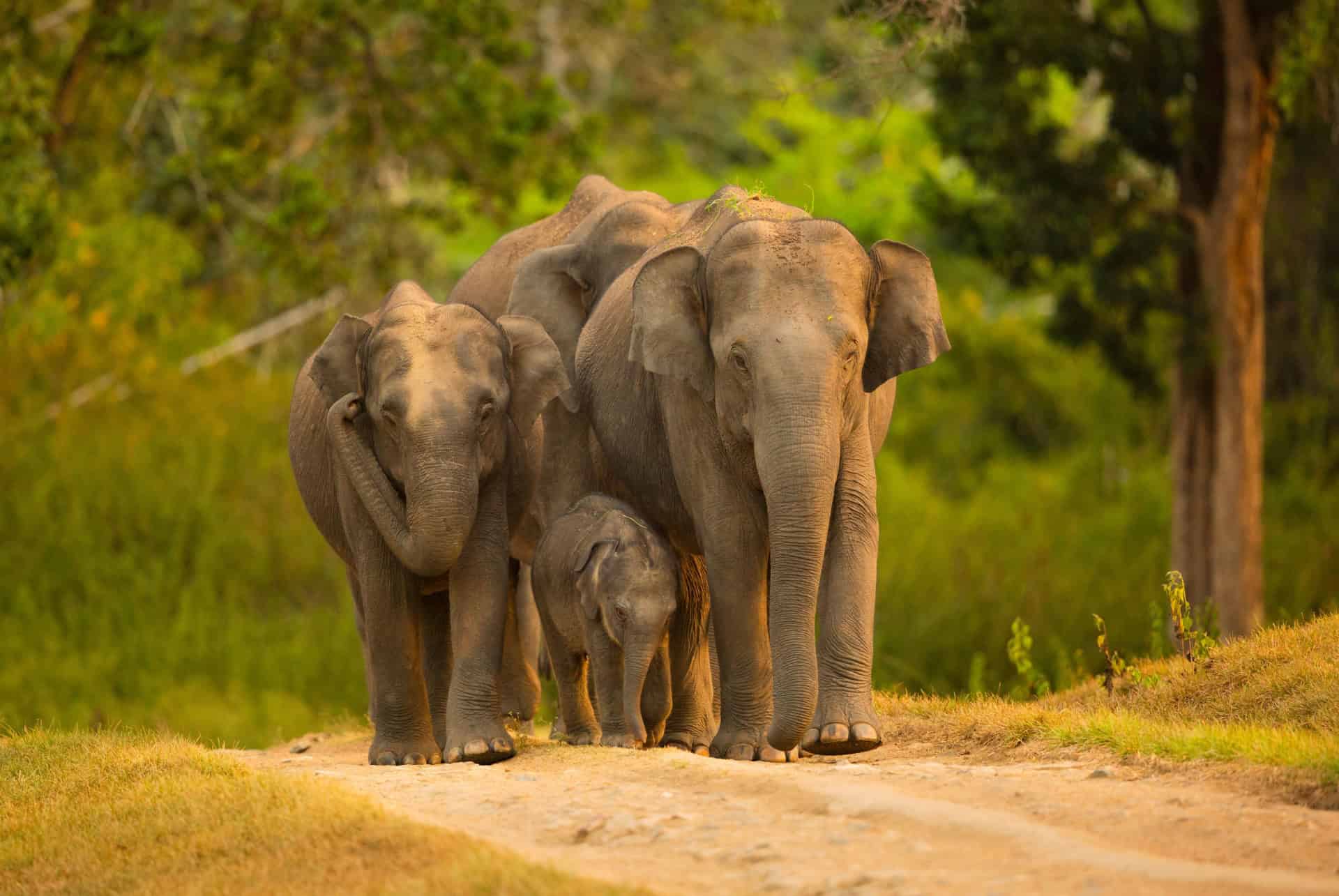 elephants dans le parc national de bandipur inde