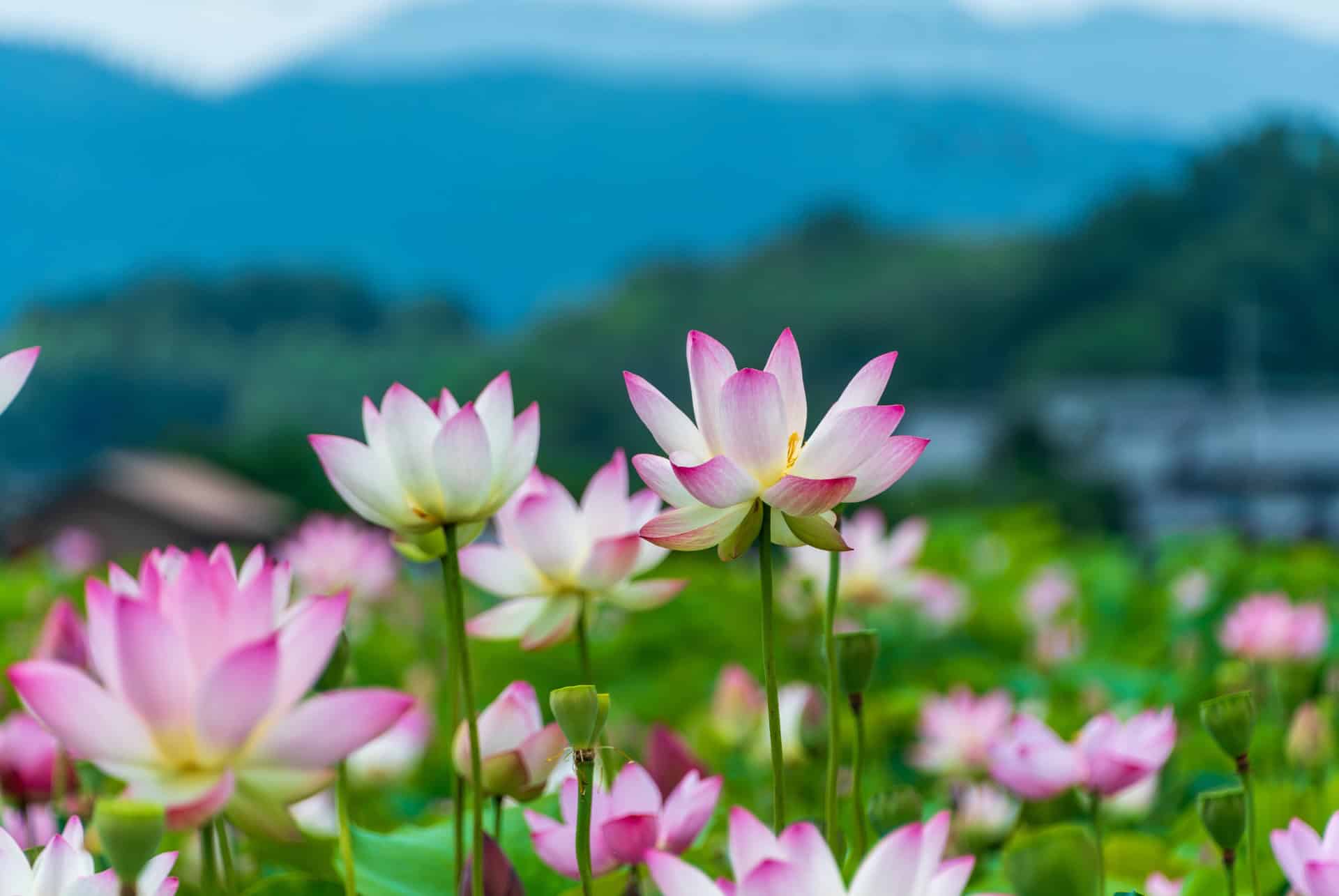 fleurs de lotus