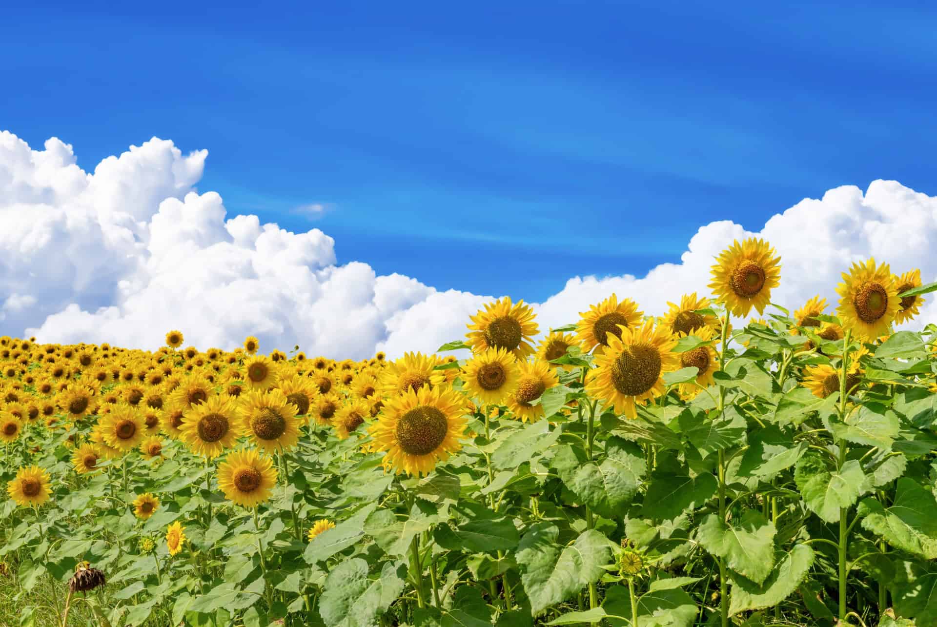 japon en aout floraison des tournesols