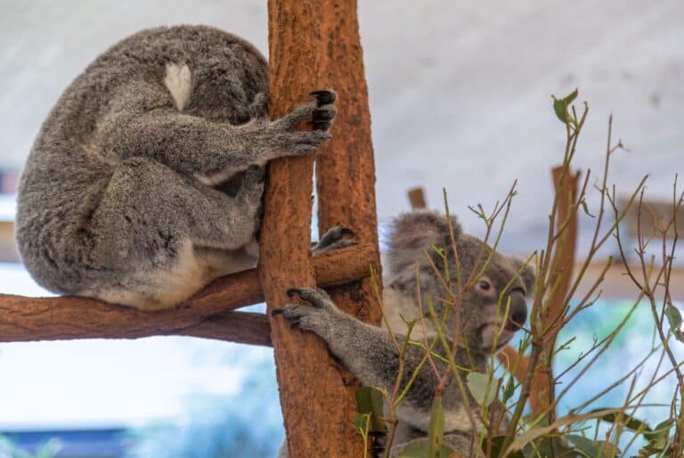 Billet Lone Pine Koala Sanctuary + Croisière sur la Brisbane River