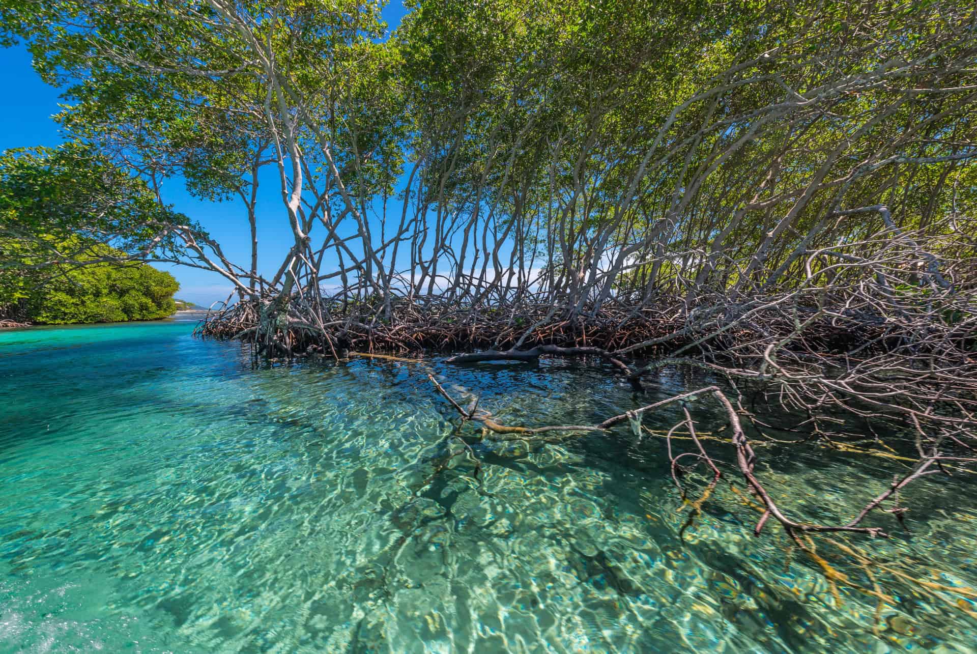mangroves oak ridge