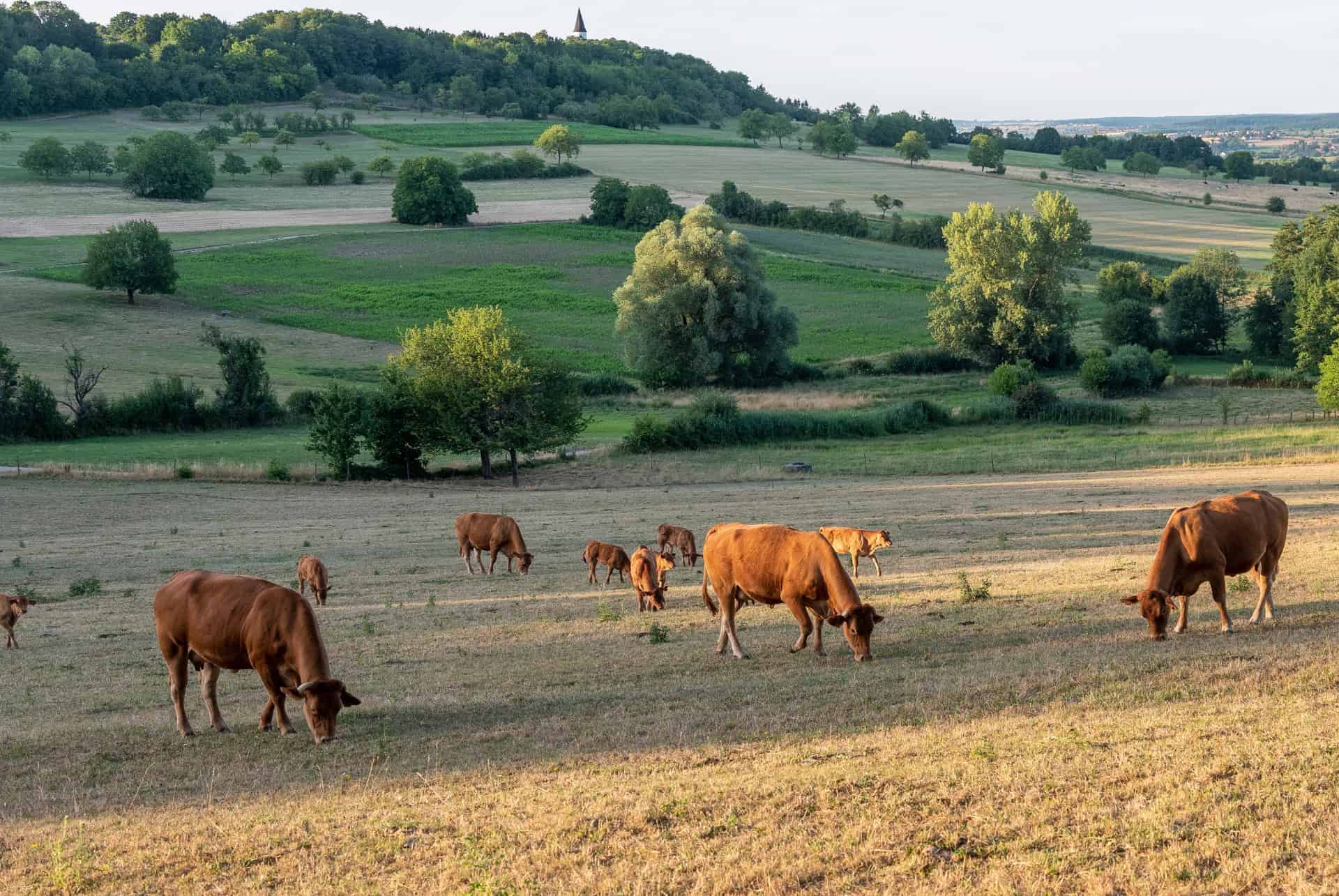 parc naturel regional des vosges du nord
