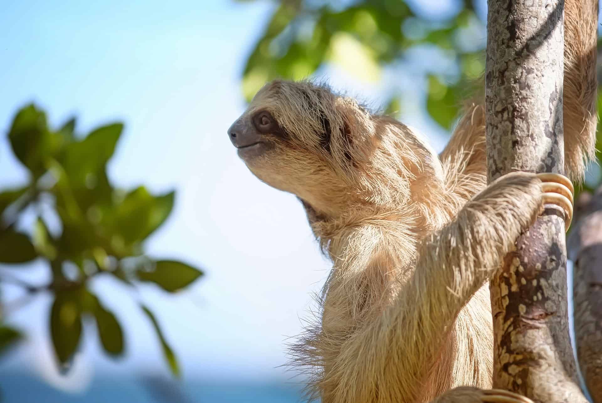 paresseux roatan