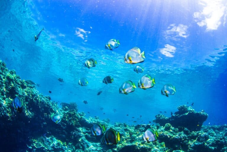 Plongée sous-marine à Trois-Îlets